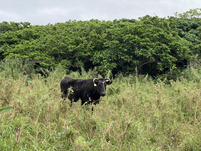 ������ɂ�����_DSF�Ί_��