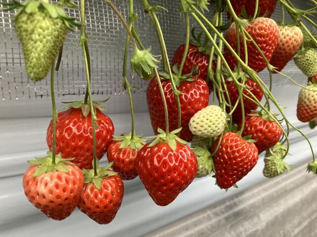 �^���ԂȃC�`�S����������I_strawberryfarm �V���C���x���[