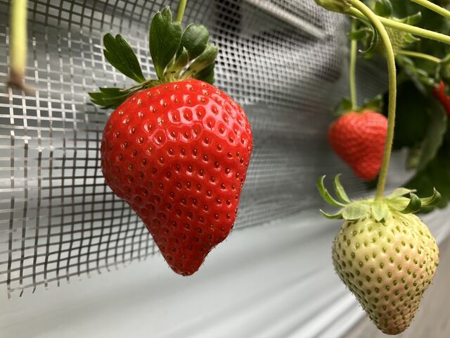 �傫���C�`�S���������񂠂�܂����I_strawberryfarm �V���C���x���[