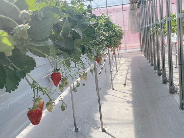 �_�X�g���x���[�t�@�[��BERRYBERRYBERRY