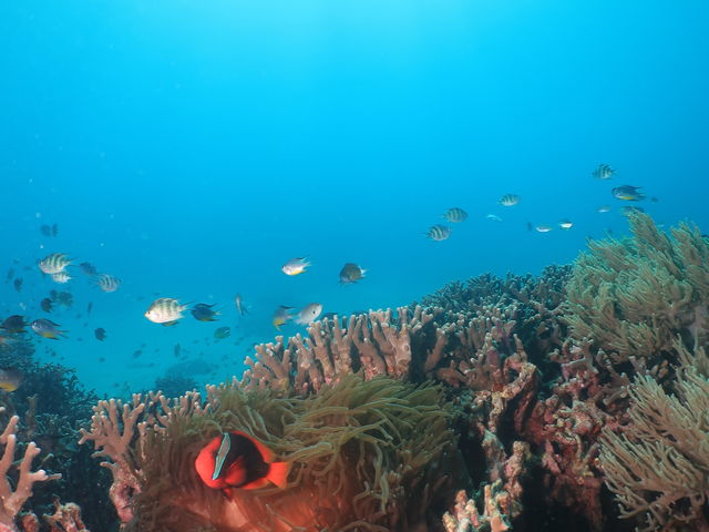 �����x�������������ł��I_�_�C�r���O�T�[�r�X�W���~���O