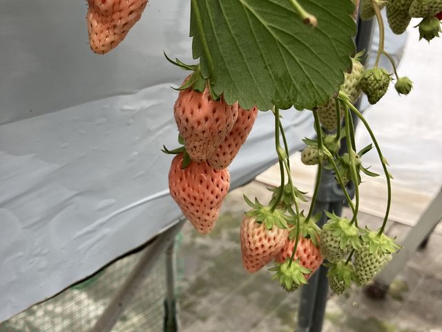 ���̔�������_�O�����������ّO�c