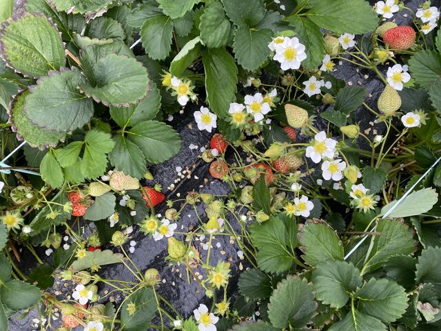 いちごたち!_itoBEEファーム