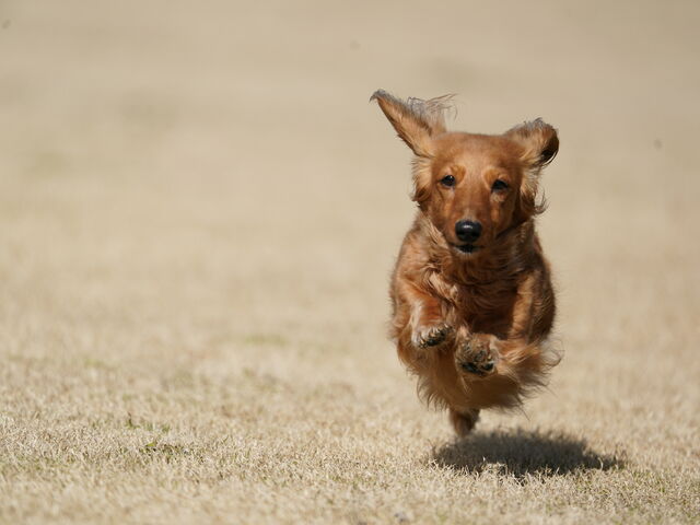 łB悭܂I_삠킶hbOEsBe