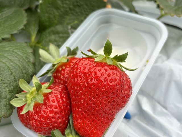 �ƂĂ������傫���ł�_�����̂�������