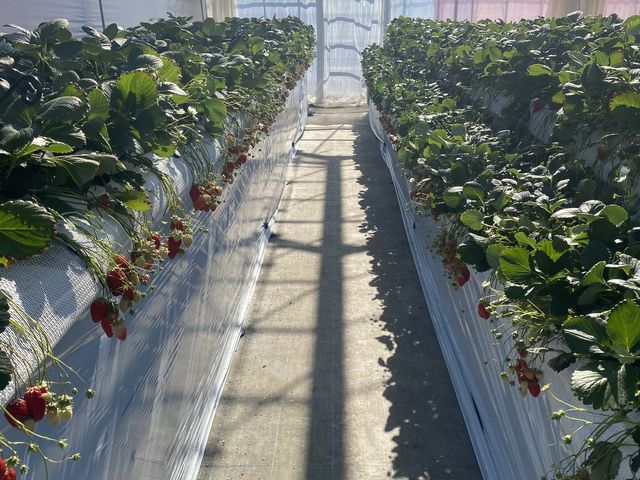 �����₷��_�����t�@�[��