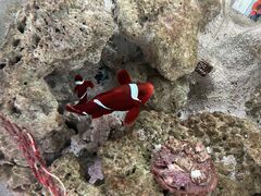 肦̃}NZ ANAp[Niւ̓eʐ^1