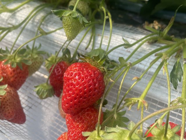 �^���ԂȂ�����_���c�t�@�[���@�x���[��