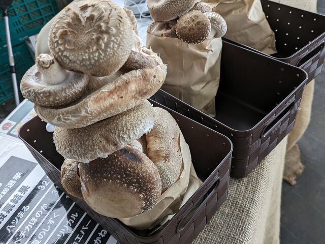 �R�̂悤�ɍڂ����ő��B�R���ł�OK_�����x�G�i�W�[�t�@�[���@���������Ƃ��������̐X