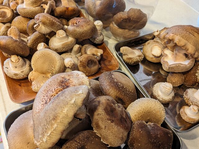 �S���ł���Ȃɂ���܂����B_�����x�G�i�W�[�t�@�[���@���������Ƃ��������̐X