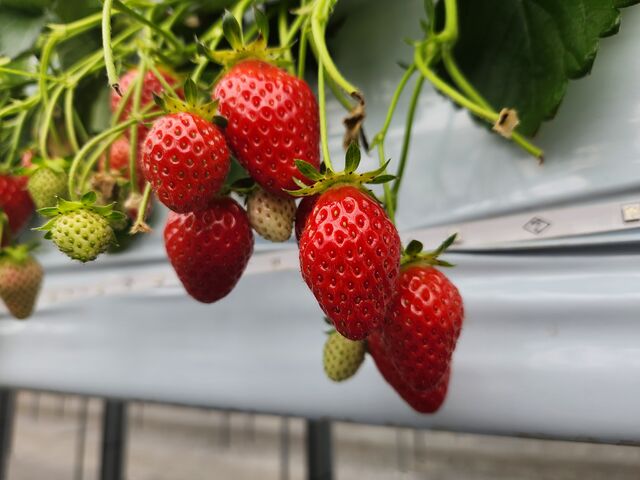 14���߂��ɍs�����̂ɂ܂��܂��Ԃ��C�`�S�������ς��ł����I_�X�g���x���[�t�@�[��BERRYBERRYBERRY