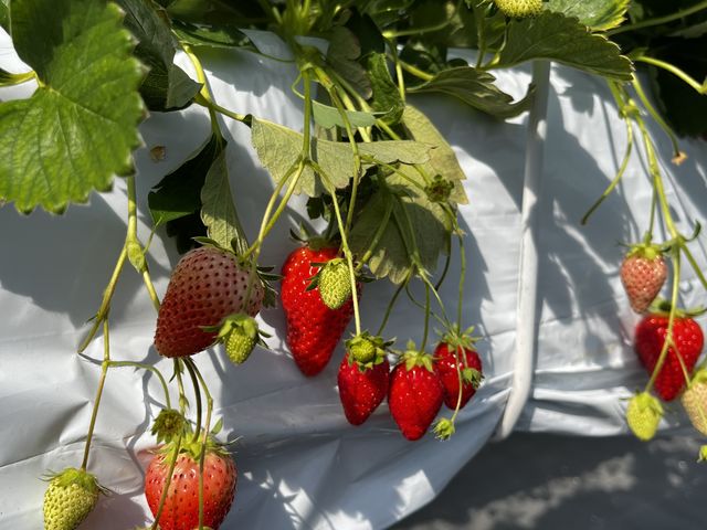 ������_Sugar Berry ���˂������_��