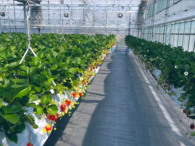 �L���ʘH_Sugar Berry ���˂������_��