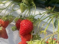 悳̕ct@[@x[ւ̓eʐ^1