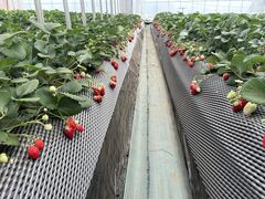 [Ȃ̃C`SmCGւ̓eʐ^1