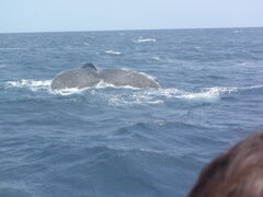 �\���P�������South to South�ւ̓��e�ʐ^1