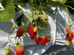 ̂Sugar Berry ˂_ւ̓eʐ^1