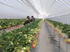 green notȅt@[ւ̓eʐ^1