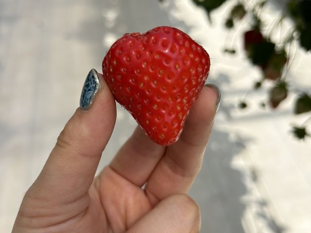 �I�X�X��_���񂫔_��