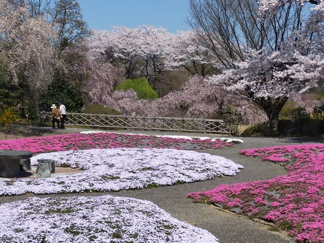 �ō��ƍ��̕��i_�l�G�̗� �ΐ���