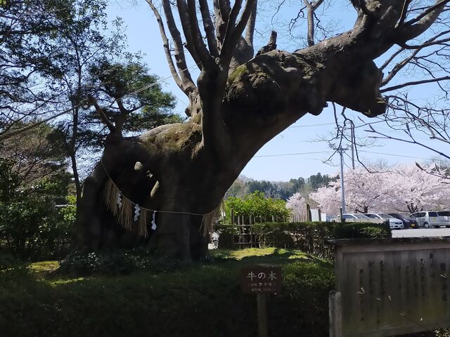 �����߂��̋��̖�(�O)_�l�G�̗� �ΐ���