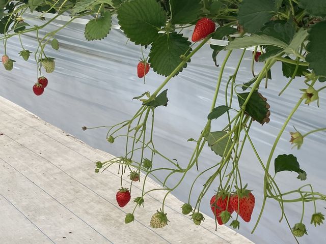 �ƂĂ��Y���䕂ł���_���񂫔_��