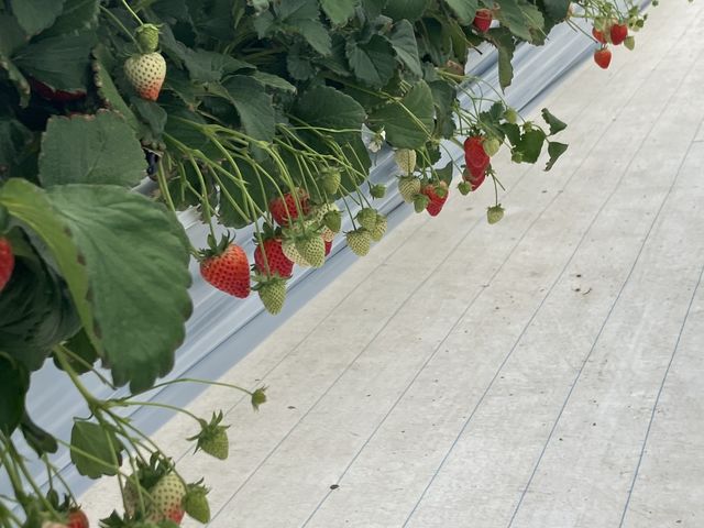 �T��ސH�ה�׏o���܂��B_���񂫔_��