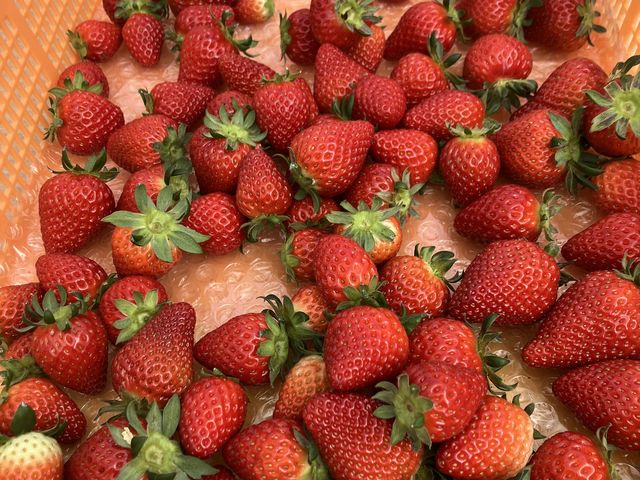 �₽�����܂��_���񂫔_��