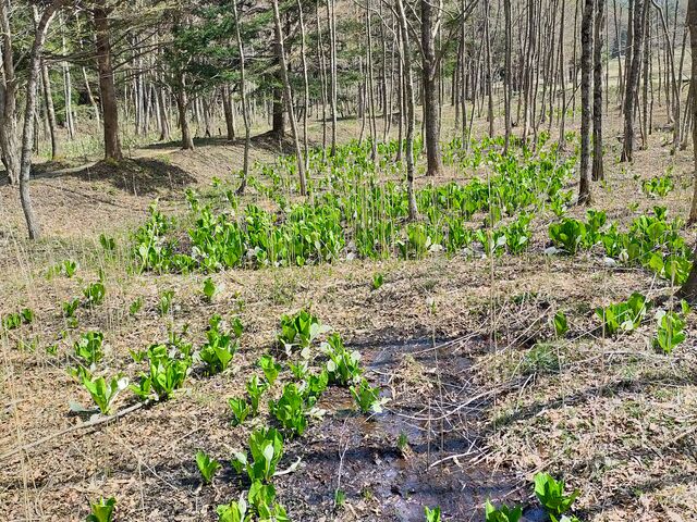 Γ쒬unVc̐mԁv_lΐ