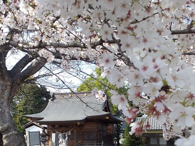 Ր_@{Vj@䗘v́@w@с@uaގ@_Ƃ̐_łAQnas31Ԓn@__Ђ̑PL