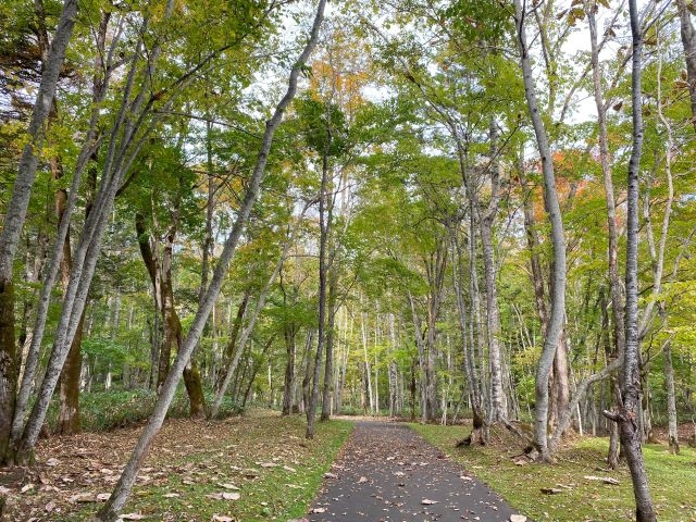 �тƗV����_��̏�����i�|���\�E�J���C�R�^���璹�P��j