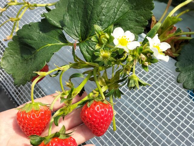 䕂ČĂ邾ōKɂȂ`()_䂢܁[FARM