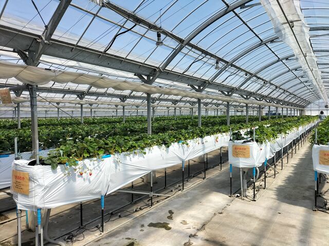 V̓ĵłql10قǂႢ܂B_䂢܁[FARM