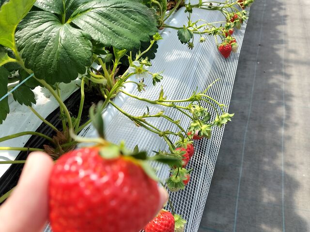 ^Ԃ䕂`ςI_䂢܁[FARM