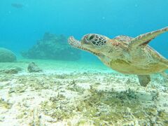 ₳̃I[X[Vm[P{Óւ̓eʐ^1