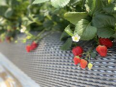 ܂݂ICHIGOHOUSE HITACHINAKAւ̓eʐ^1