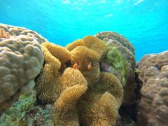 ̃I[X[Vm[P{Óւ̓eʐ^1