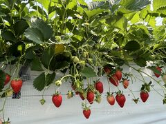 ͂񂳂̕ct@[@x[ւ̓eʐ^1