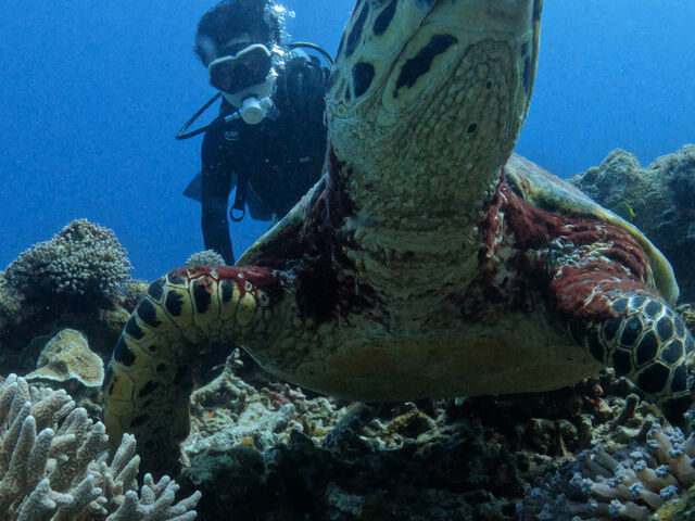 �C�T�@_Y'S DIVE OKINAWA