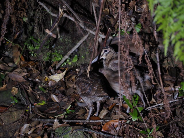 󏭂ȃA}~}VM_KChuÂ̐Xv