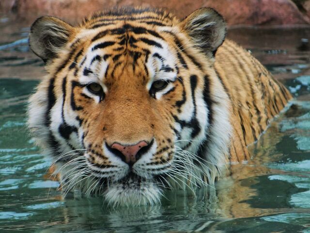 �����т̎p�B_�~�R������