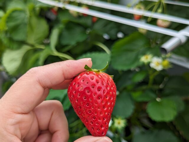 �������������I_�X�g���x���[�G���W�F��