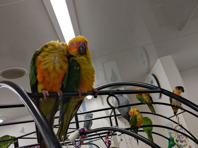 ��ŋx��ł��钹����_���̂���J�t�F��ʖؓX