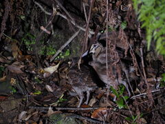 ܁[̉KChuÂ̐Xvւ̓eʐ^1