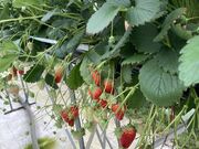 iJPC̃psBt[cp[N̓eʐ^1