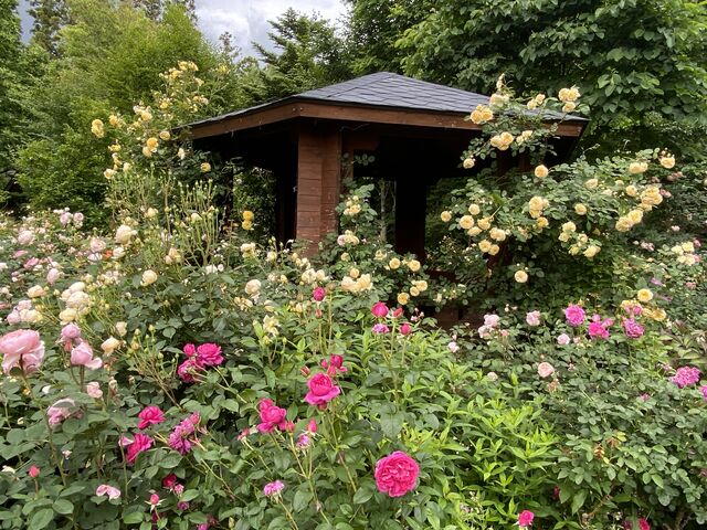 �o��_Coppice GARDEN