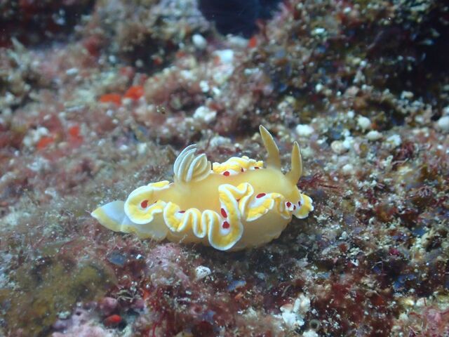 �A�J�e���C���E�~�E�V�����I_�_�C�r���O�V���b�v�@���[�O��