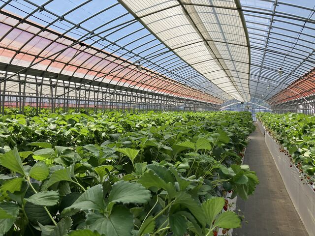 �n�E�X��_strawberryfarm �V���C���x���[