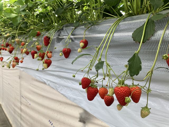 ������_strawberryfarm �V���C���x���[