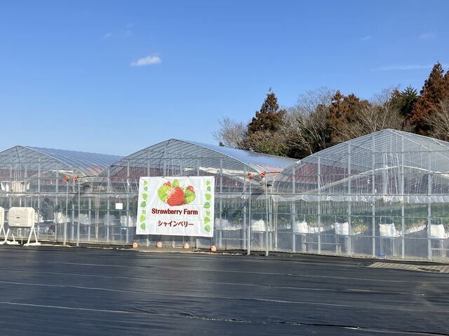 �O��_strawberryfarm �V���C���x���[